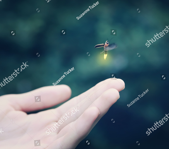 1164742558